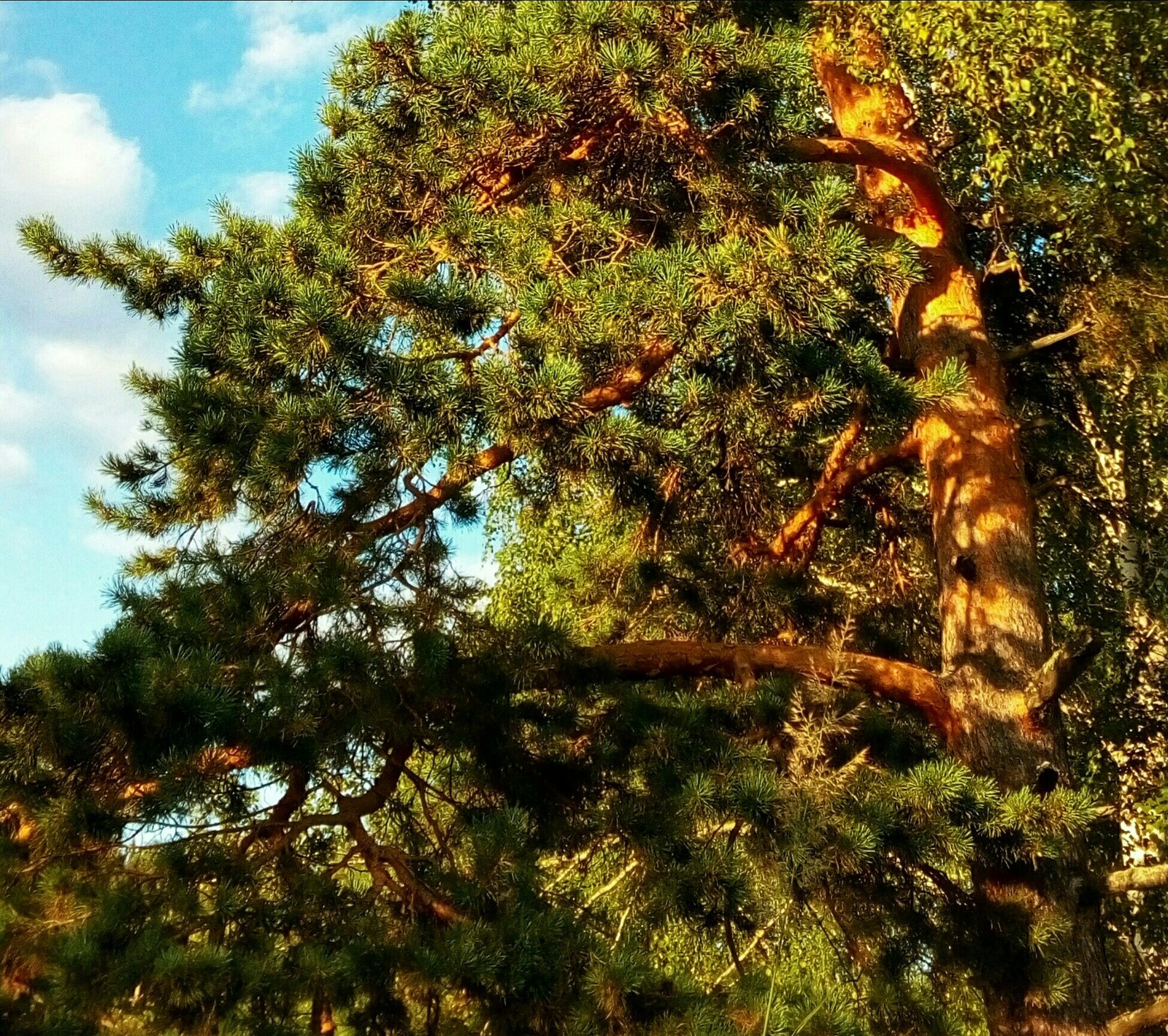 The pine forest burns with an amber fire - My, Summer, Sunny, Pine, Pinery, Nature, The sun