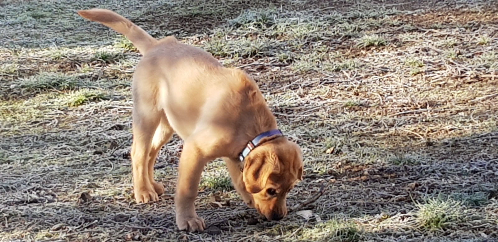 A little cheerful Christmas dog - My, Obelix Labrador, Labrador, Puppies, Dog, Longpost