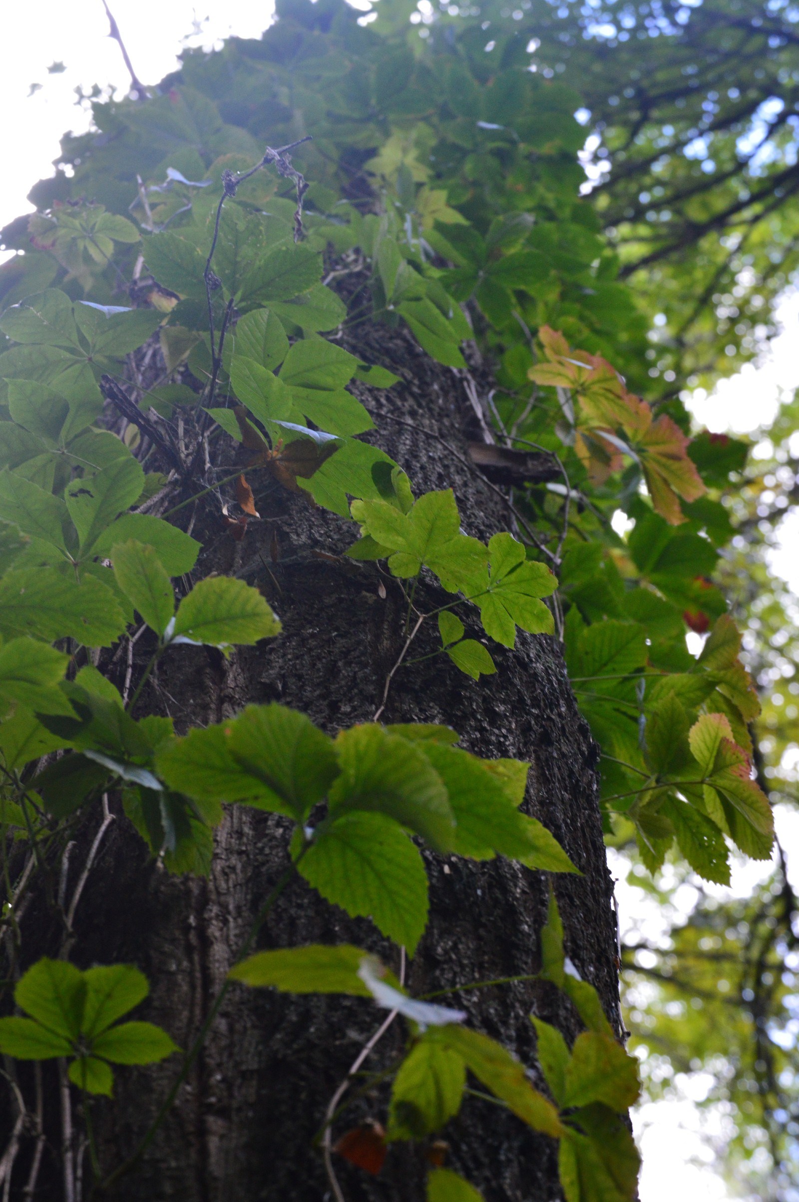 A little greenery in the tape, though a photo of the beginning of autumn. - My, The photo, September, Nature, Forest, Longpost, Nikon d3200