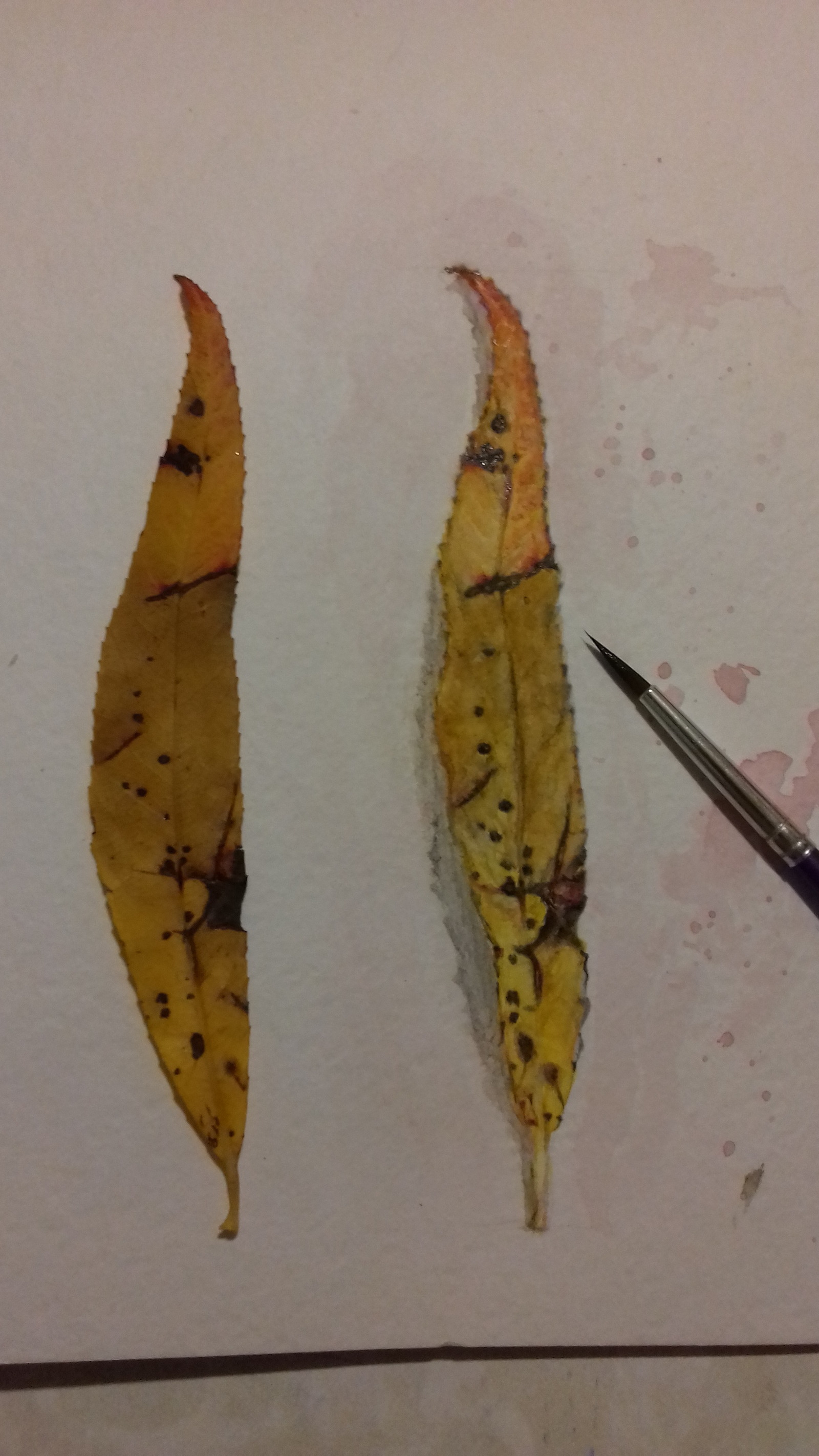 Willow leaf in watercolor (live on the left, painted on the right) - My, Watercolor, Miniature, Leaf, Painting, Drawing, , Longpost, Leaves