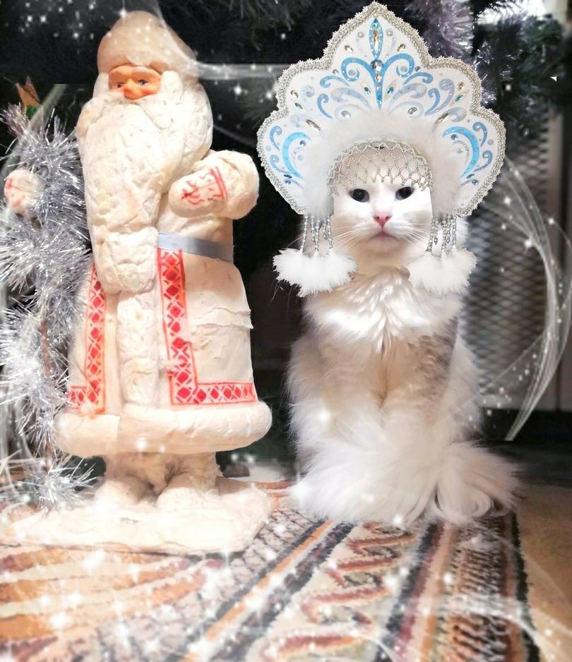 Christmas cat :) - My, cat, Catomafia, Snow Maiden