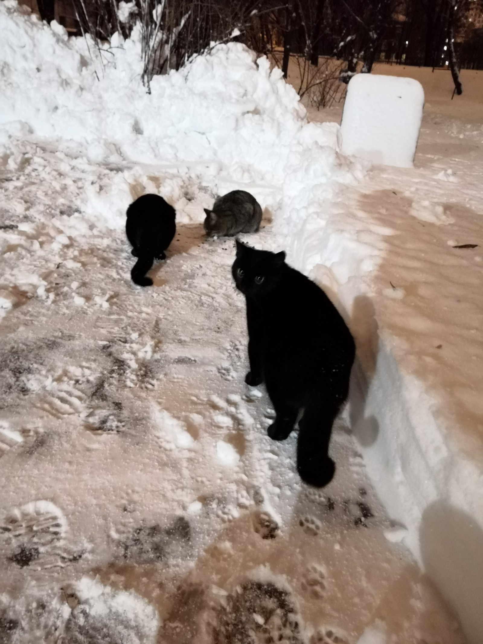 More cats in the feed) - My, Honor 10, Kharkov, Black cat, Dormitory