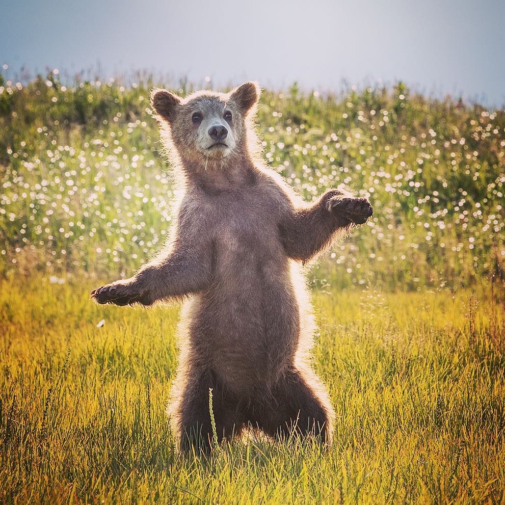 Star in the beams of spotlights - Bear, Animals, The photo, The Bears