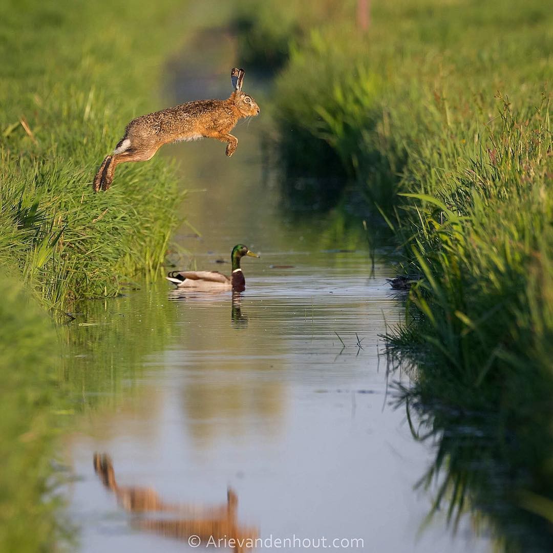 jumper - Hare, Animals, The photo, Duck