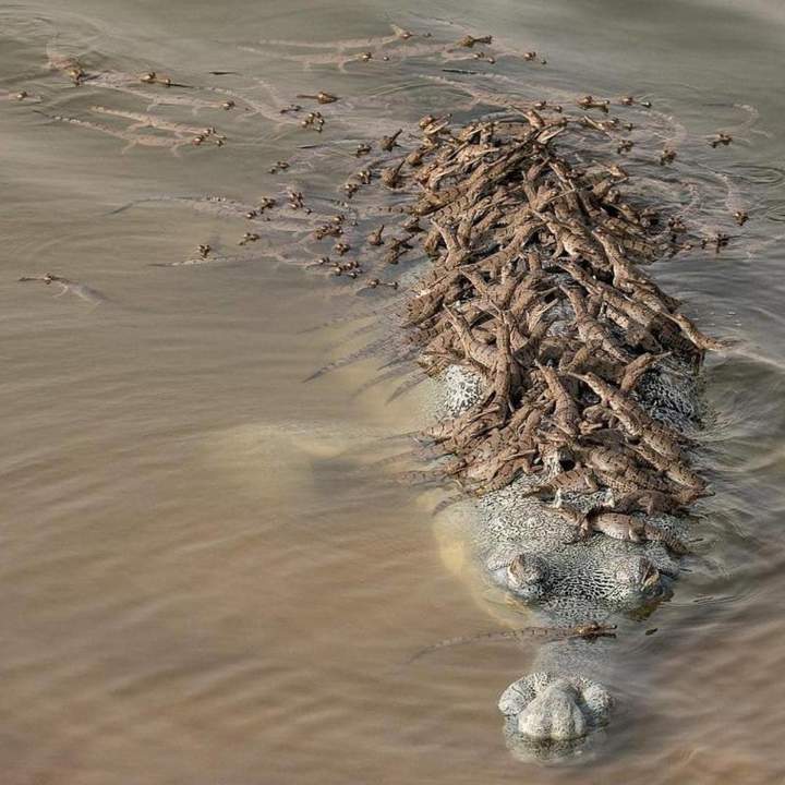 Back gnawing - Crocodile, Gharial, Crocodiles