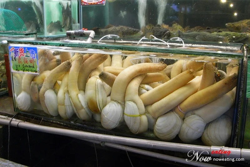 Гуидак: Непристойный моллюск | Пикабу
