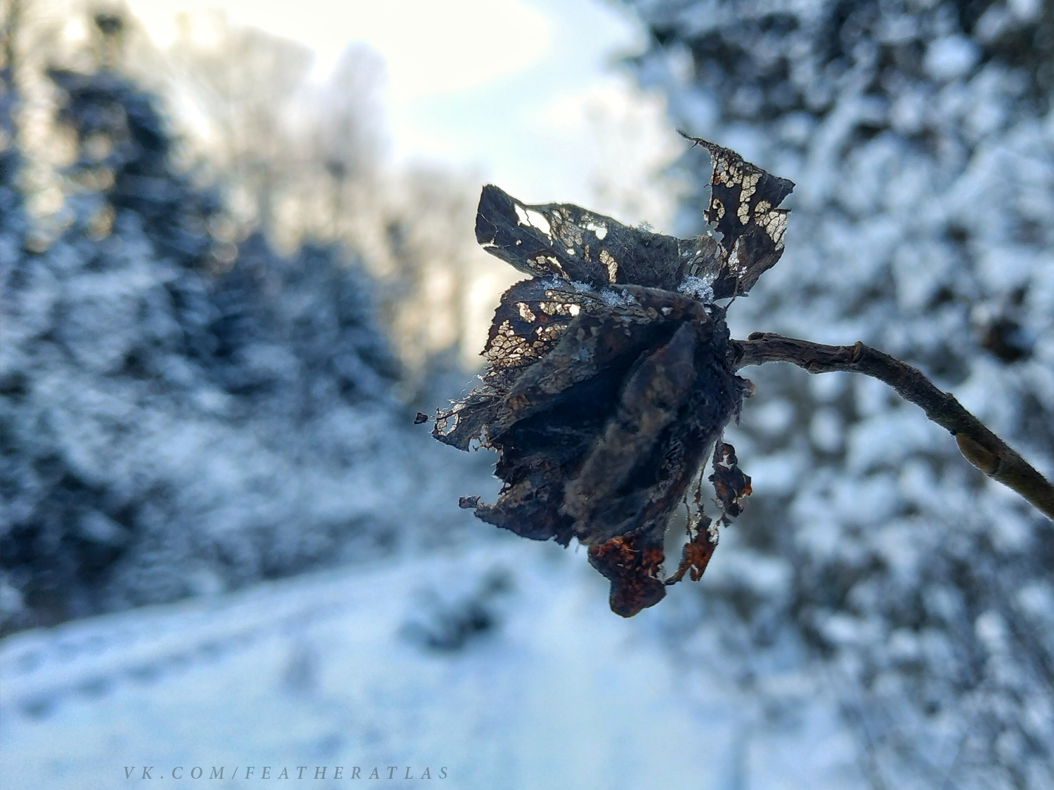 Winter - My, Featheratlas, Nature, Forest, The photo, Winter, Longpost