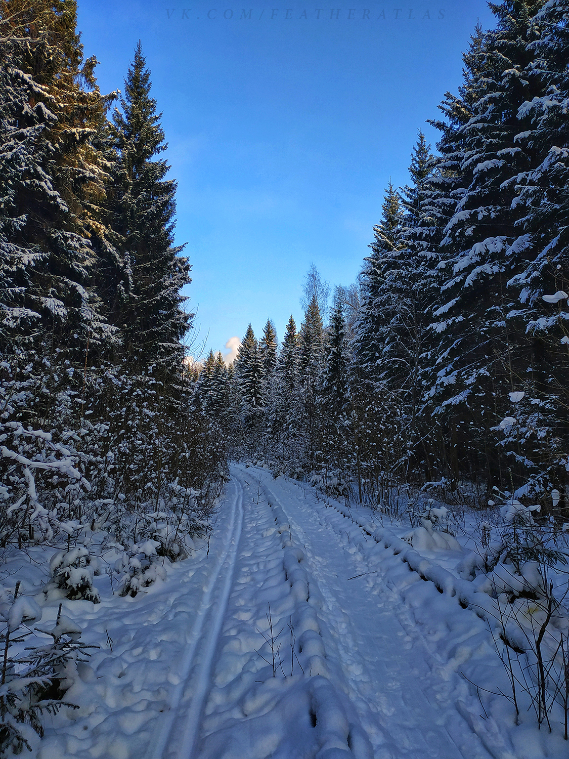 Winter - My, Featheratlas, Nature, Forest, The photo, Winter, Longpost