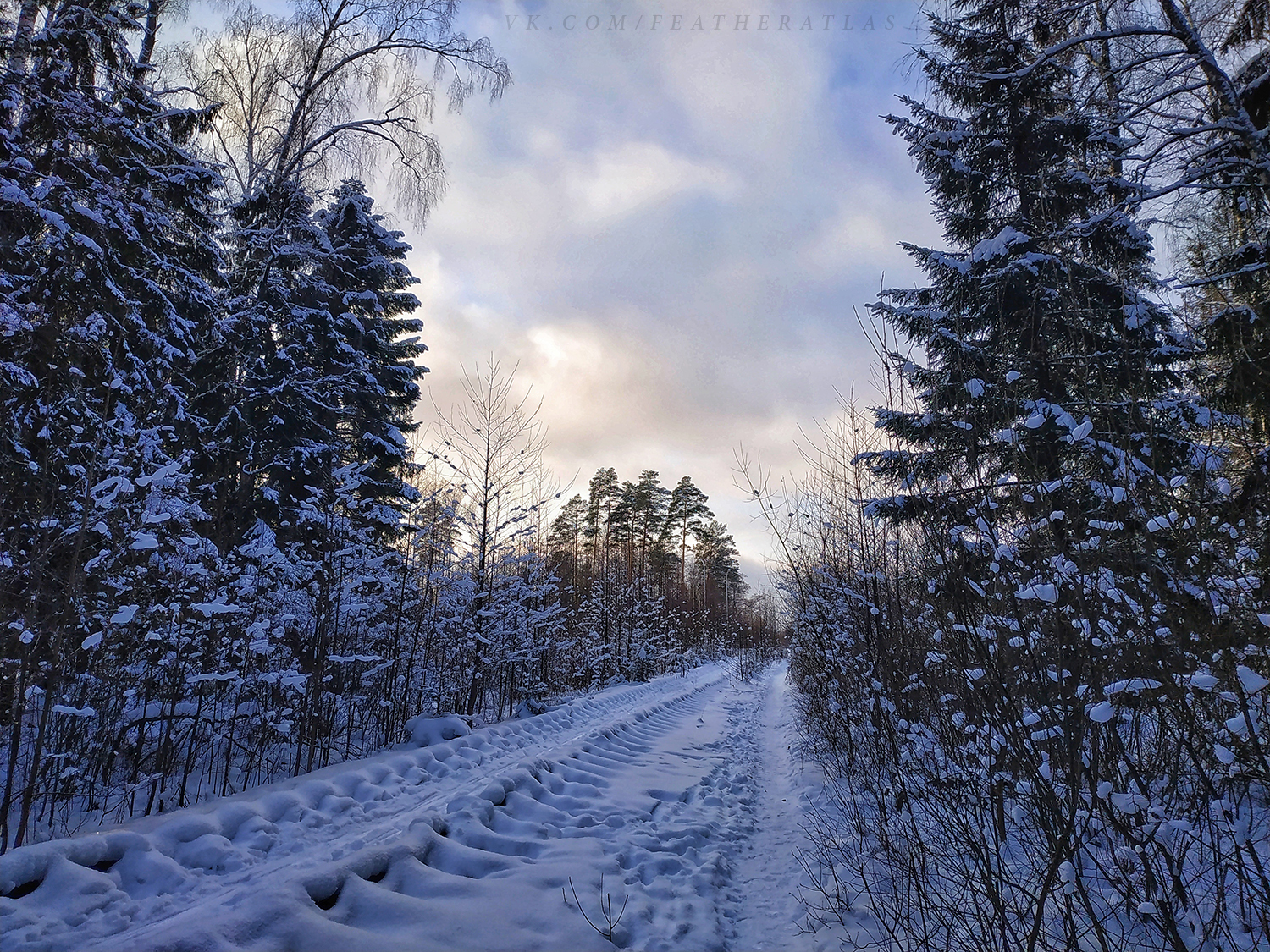 Winter - My, Featheratlas, Nature, Forest, The photo, Winter, Longpost