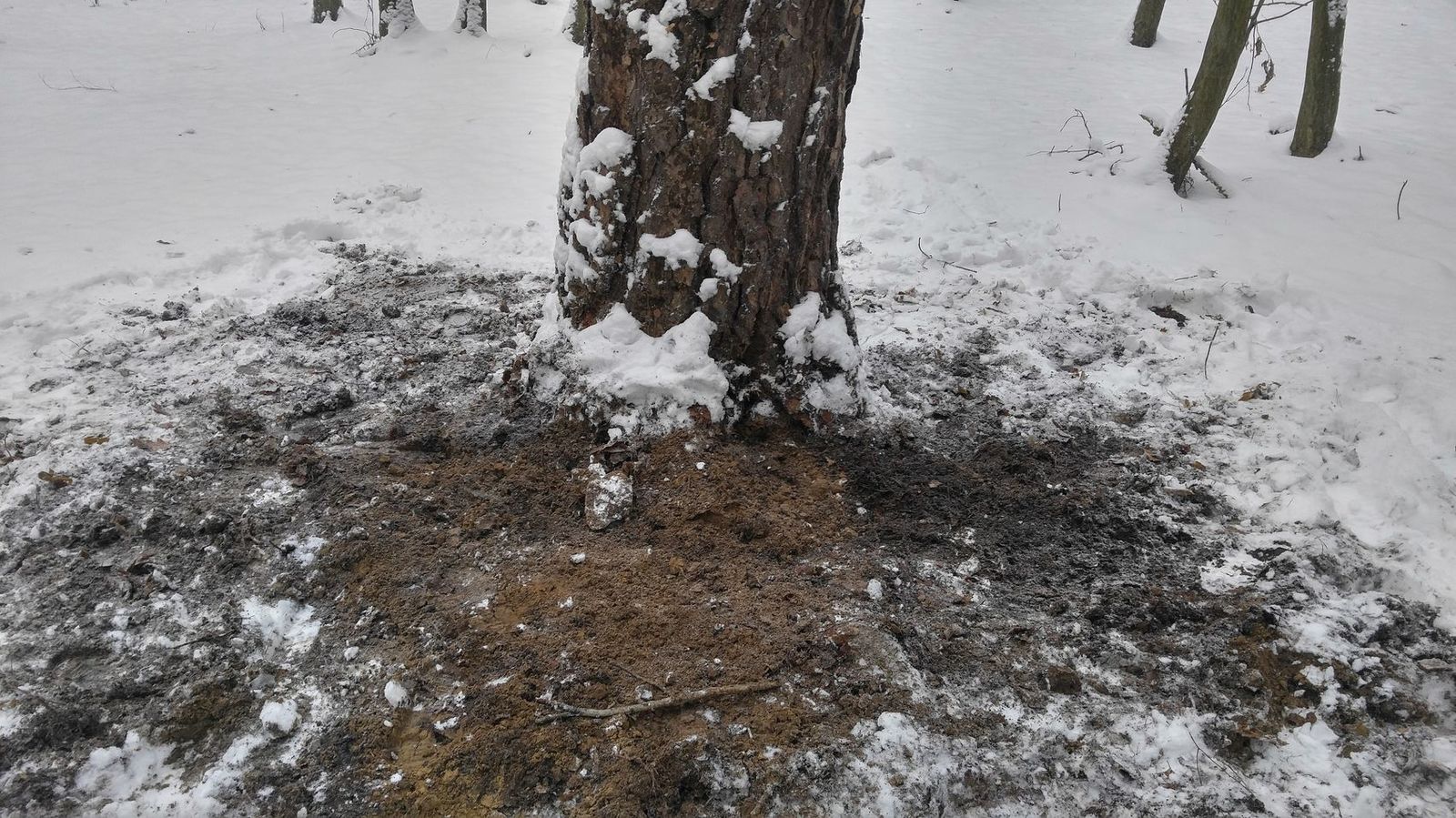 Church treasure under a pine tree. Theft or hidden from looting? - My, Treasure, Gold, Metal search, Video, Longpost, Metal detector