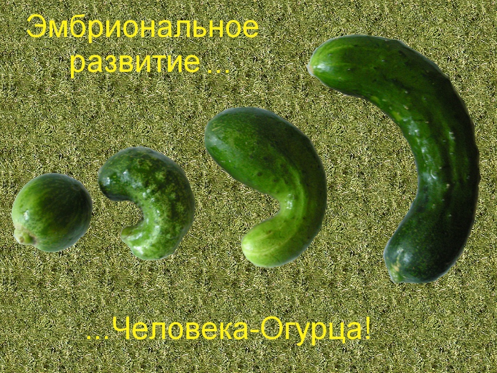 Эпоха Овощей - Моё, Овощи, Забавные овощи, Длиннопост, Гифка