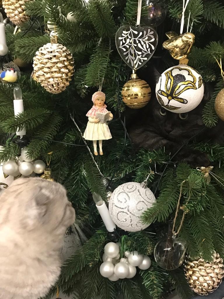 You come to the Christmas tree, and it's busy - My, cat, Christmas trees, New Year, Longpost