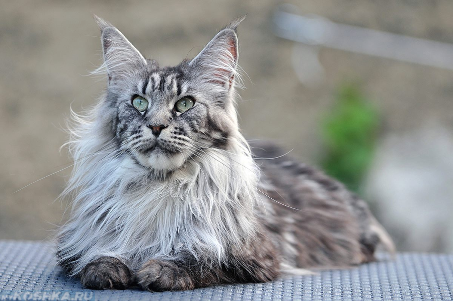 cat incest - My, Maine Coon, Longpost, Breeders, Text