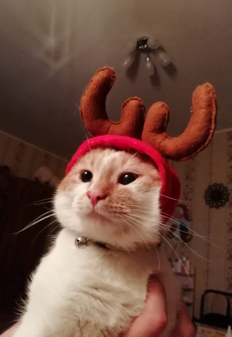 Reindeer (cat and Christmas tree) - My, cat, Deer, New Year, Pets, Deer