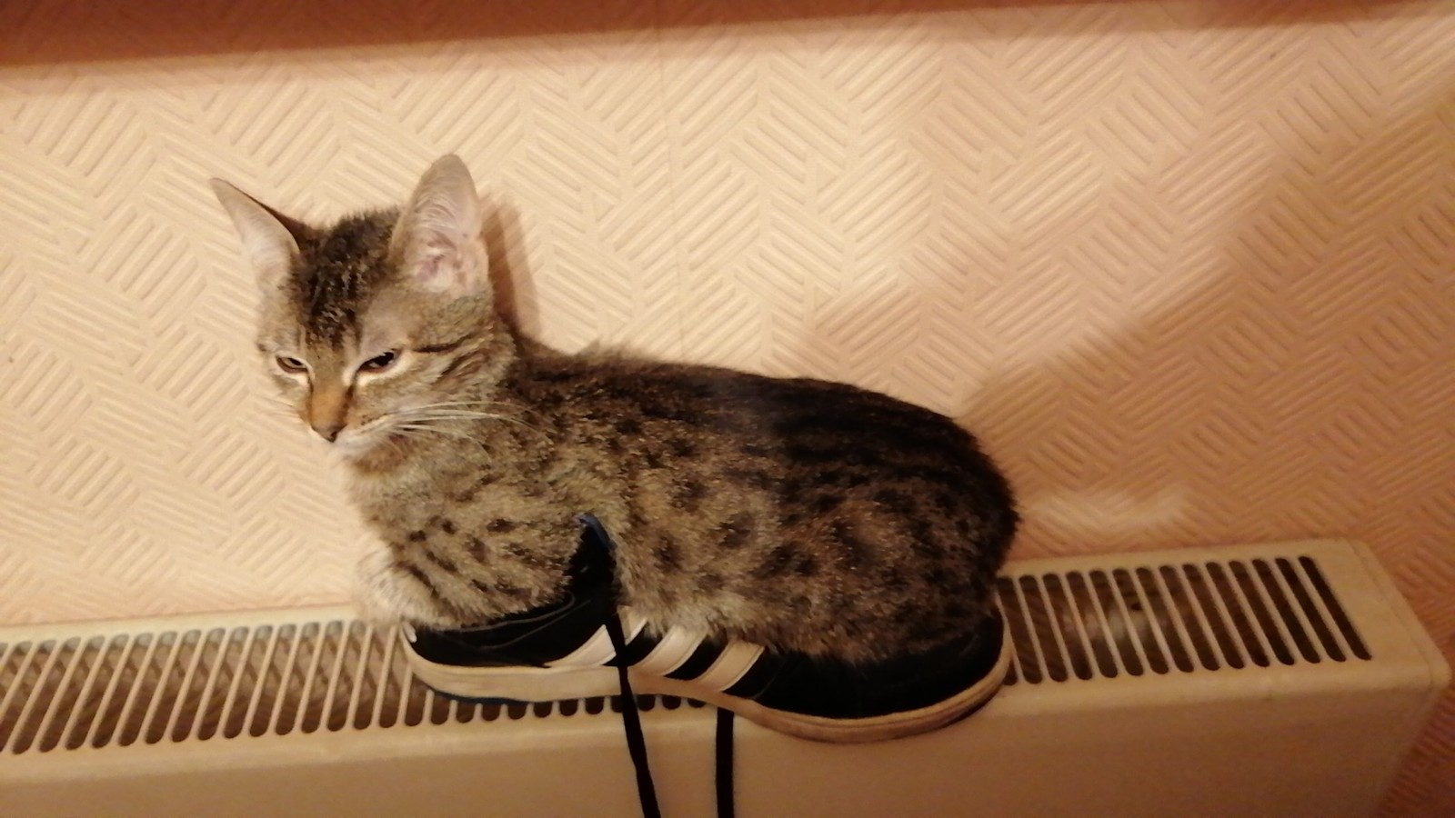 I put the shoes to dry - My, cat, The photo, , Convenience, Longpost, Adidas, Boots