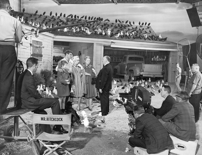 Film Birds. - My, Alfred Hitchcock, Birds, Horror, Horror, Filming, Photos from filming, Longpost