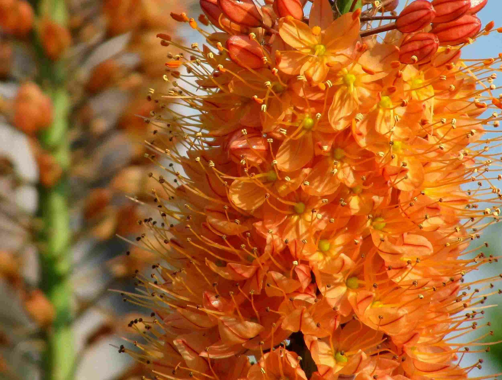 DISCOVER THE EREMURUS - My, Garden, Garden, Flowers, Longpost