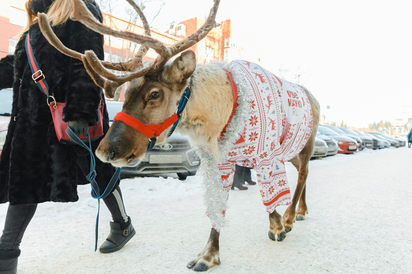 Live deer in a deer sweater - My, Test, , Video, Longpost