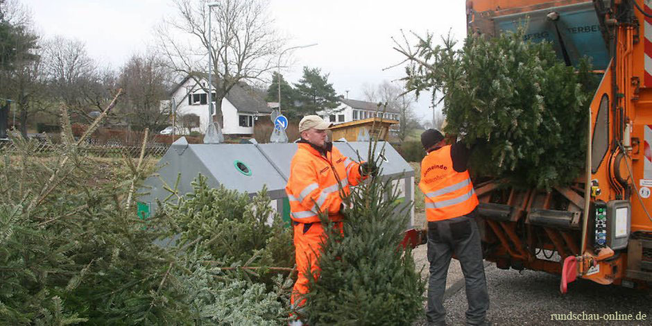 Which tree is better? Natural or artificial? - My, Christmas trees, New Year, Ecology, Forest, , Longpost