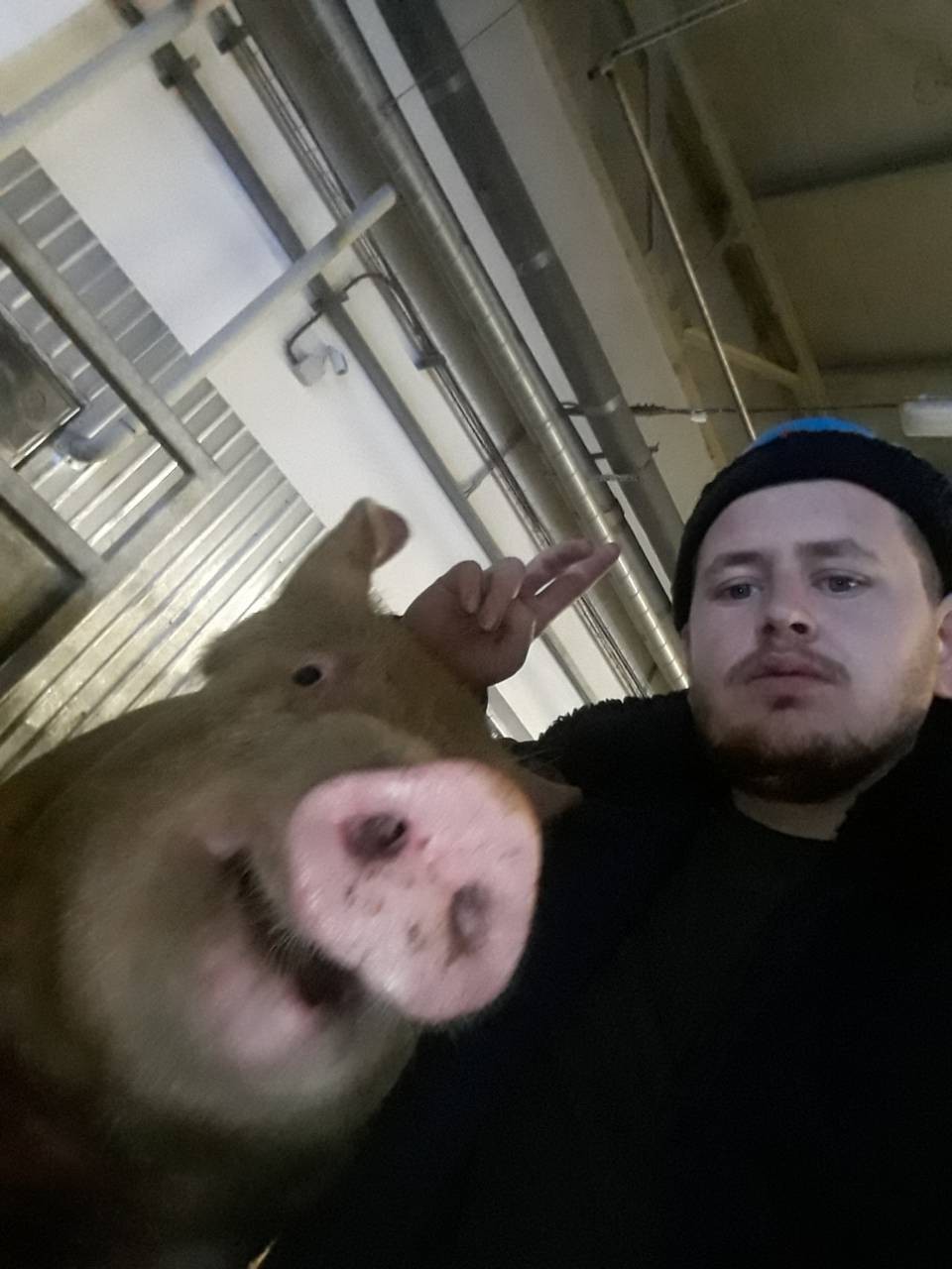 Happy new year pigs! - My, Pig, Work, New Year, Longpost