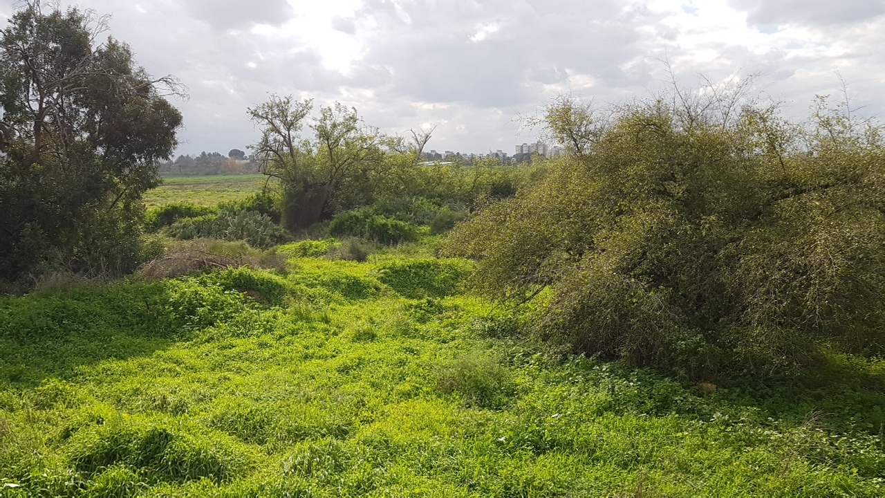 Terrible Israeli winter with hated green snow... - My, freezing, cold