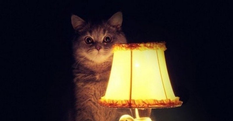 About the cat lamp. - My, Humor, Joke