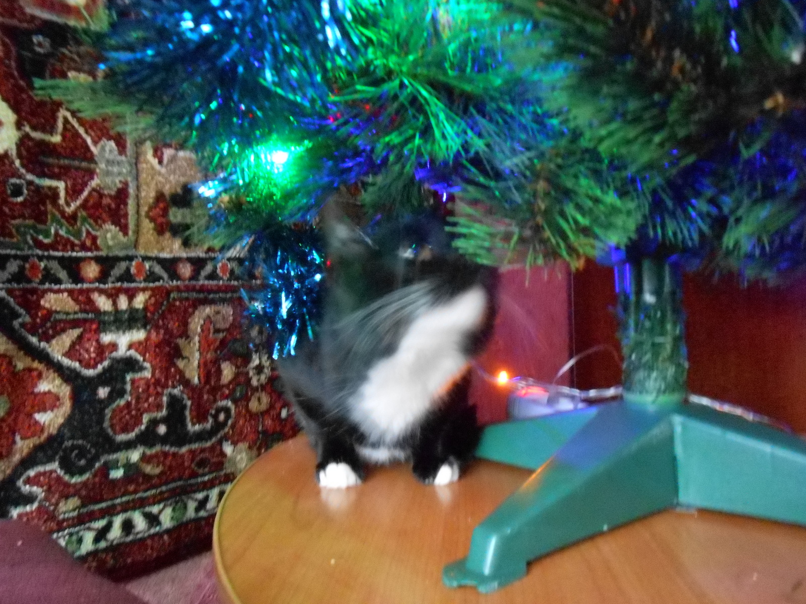 New Year's cat) - My, , Holiday greetings, Longpost, cat