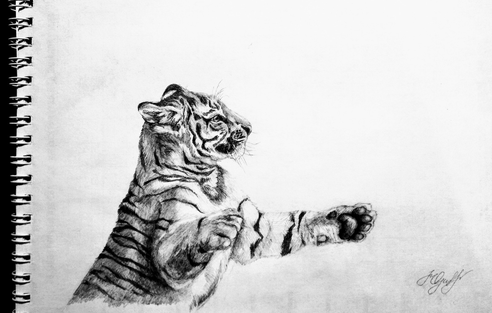 Рисунок карандашом Тигр | Пикабу