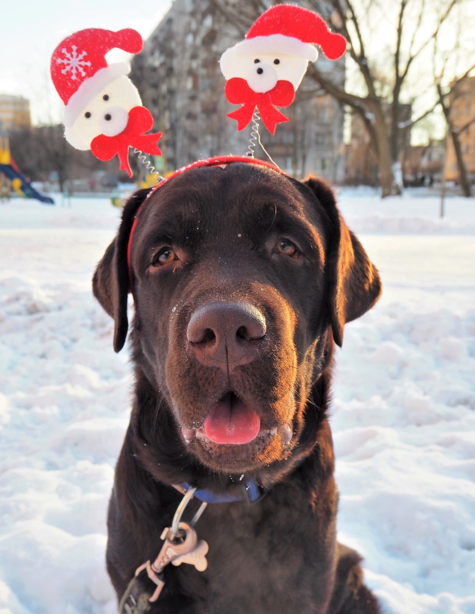 Happy New Year, everyone!) - My, Dog, Labrador, Pets, Pet, Animals, The photo