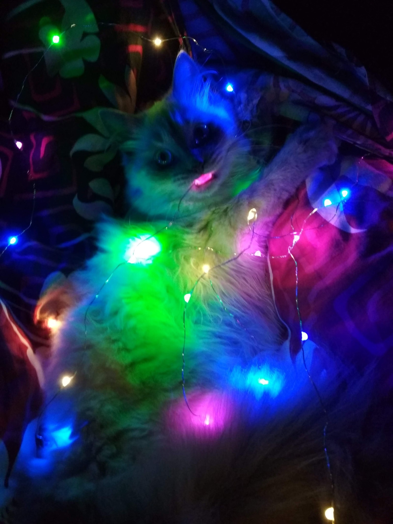 Happy New Year! - My, cat, Garland, New Year