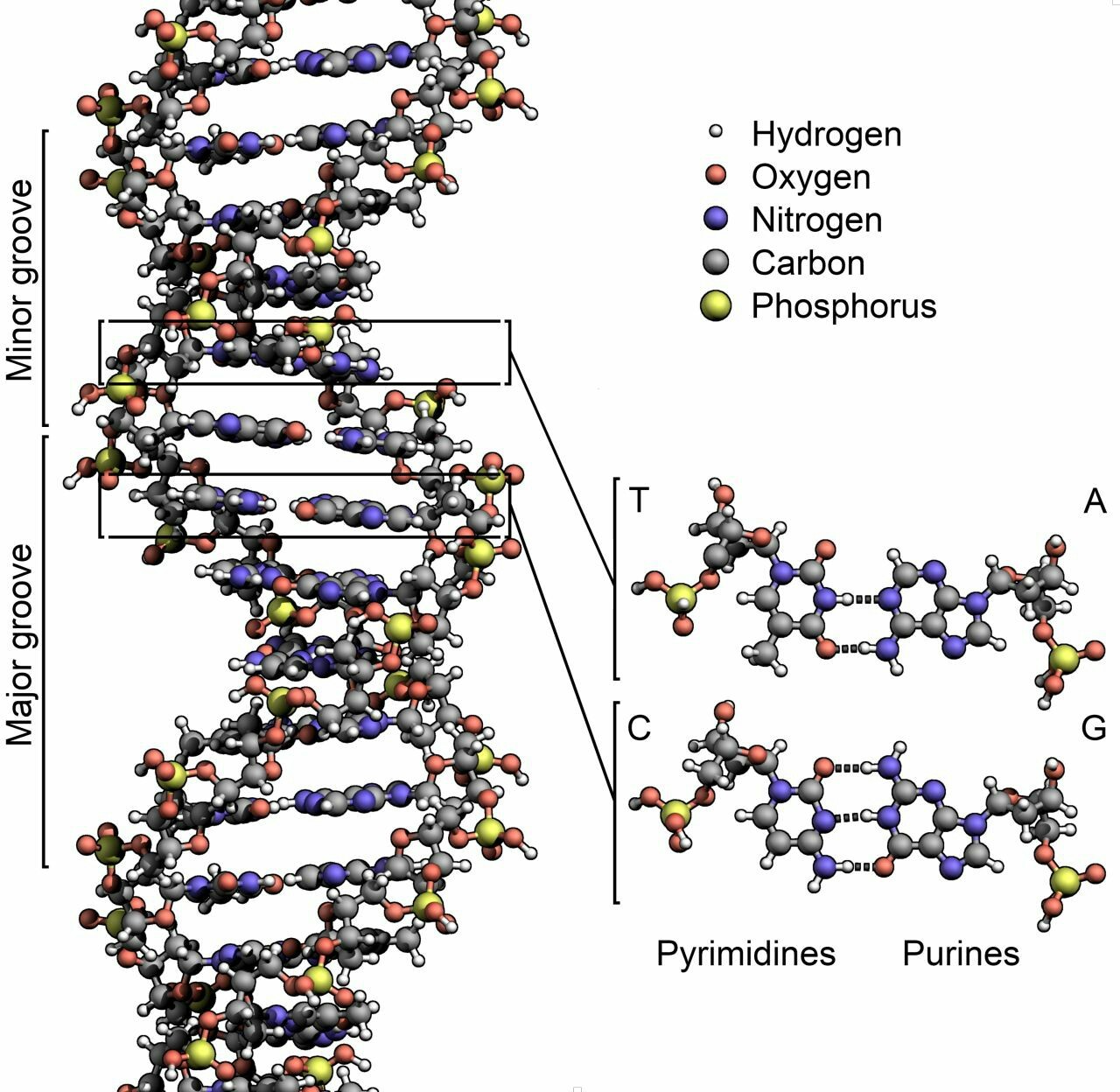 Model of DNA, a question for connoisseurs. - My, DNA, 3D modeling, Longpost