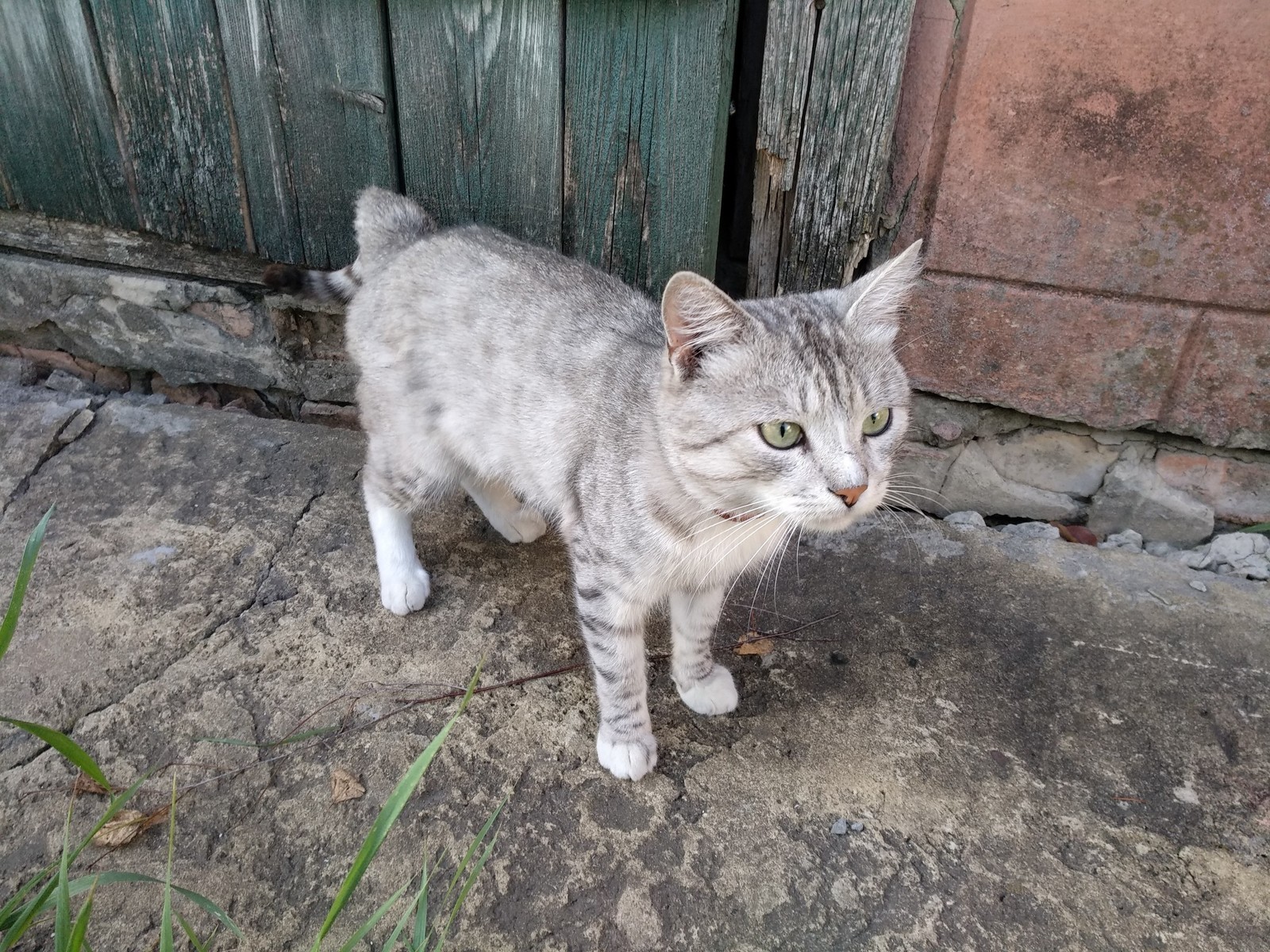 A cat named shish kebab - My, cat, Shashlik, New Year, Longpost