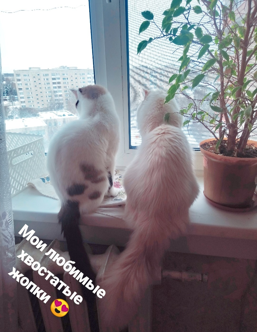Kotikov post #3 - My, Longpost, , cat, Fluffy mimimi, Fluffy, Blue eyes