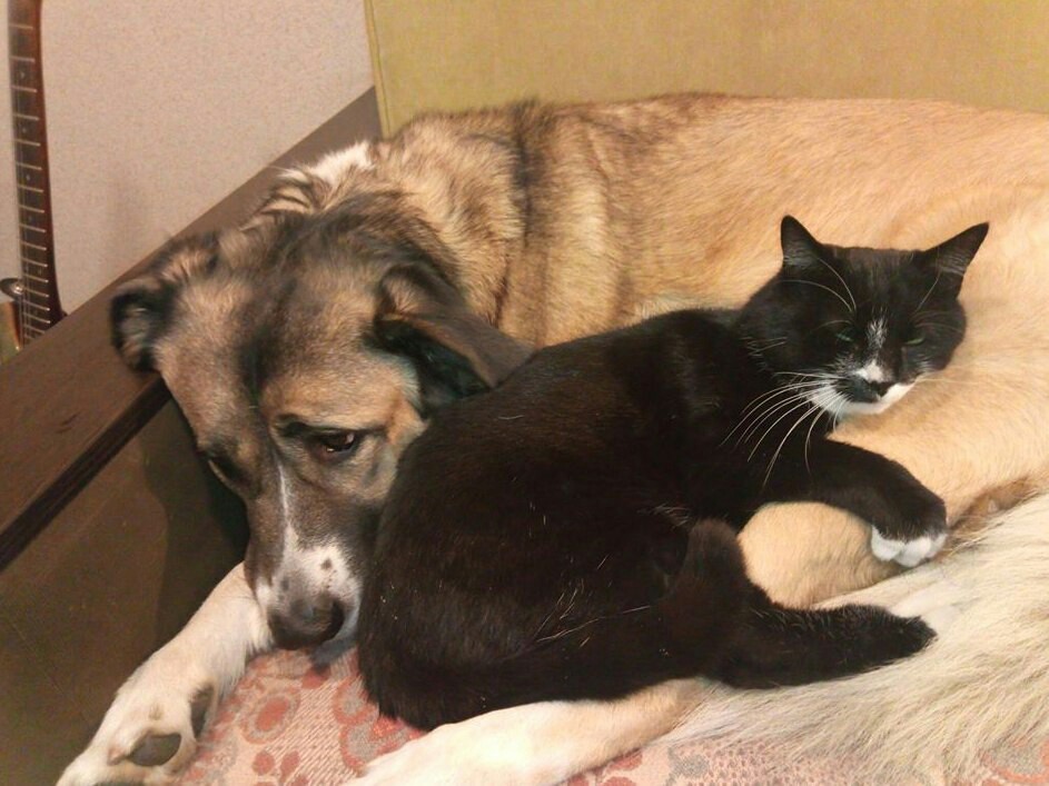 Idyll - My, Cats and dogs together, cat, Catomafia, Dog