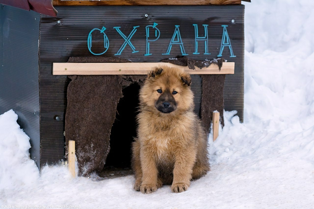 Security Guard of the Year - Security, Dog, Animals, Good boy