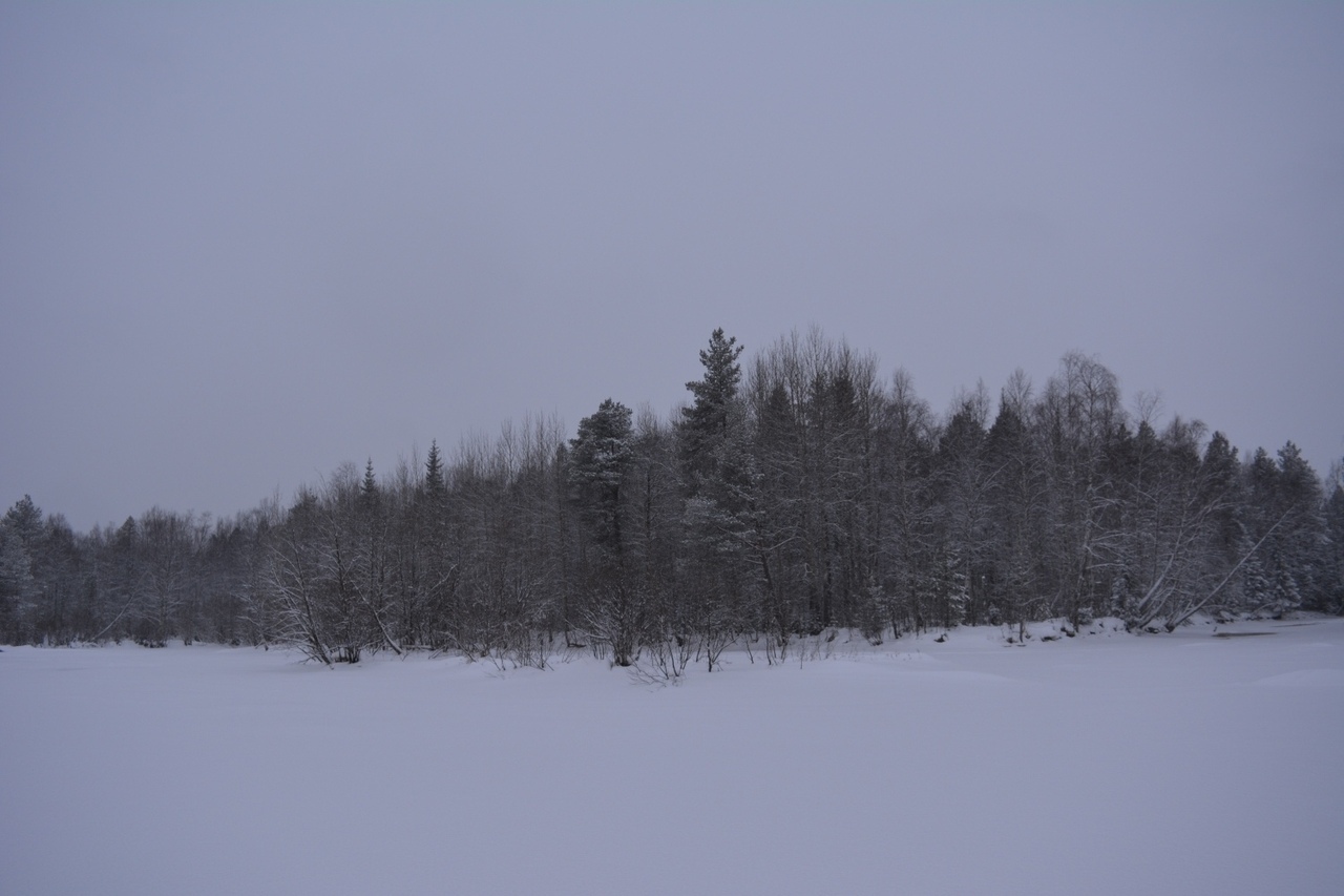 Forest and river in winter - Winter, River, Forest, Severodvinsk