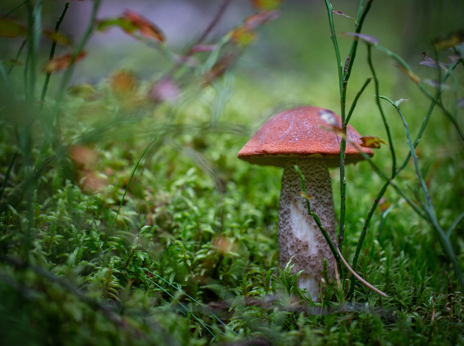 Podosinovichek - My, Mushrooms, Boletus, Red, Moss, Blueberry, Canon 24-70