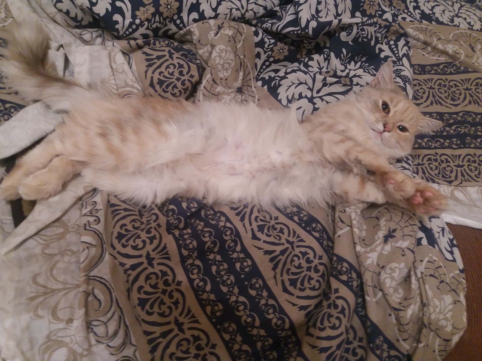 Voronezh! Kitty disappeared! Peekaboo power help! - My, Voronezh, Pets, Longpost, cat, Help me find, No rating