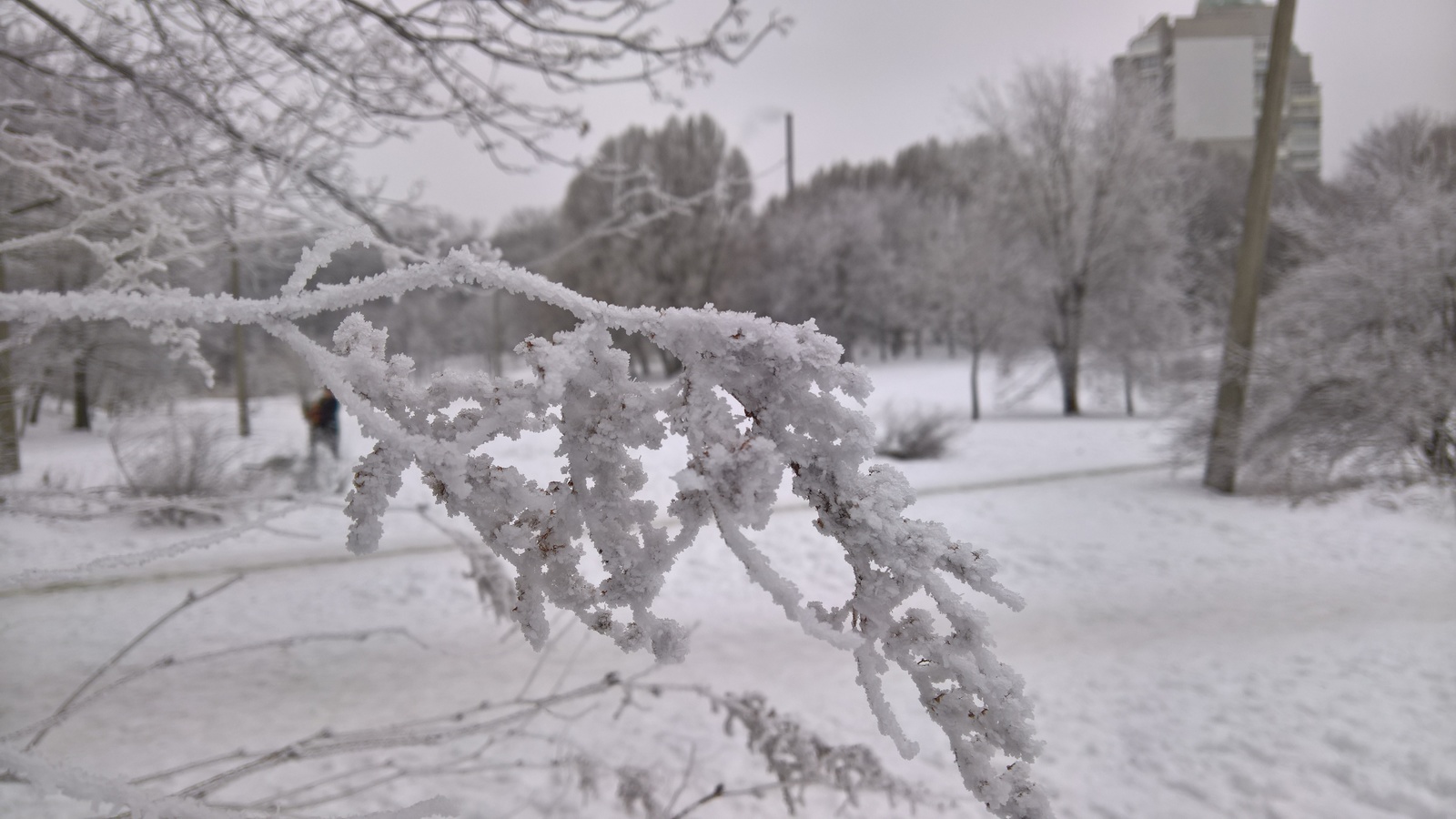 Frost - My, Frost, Telephone, The photo, Winter, Mobile photography, Longpost