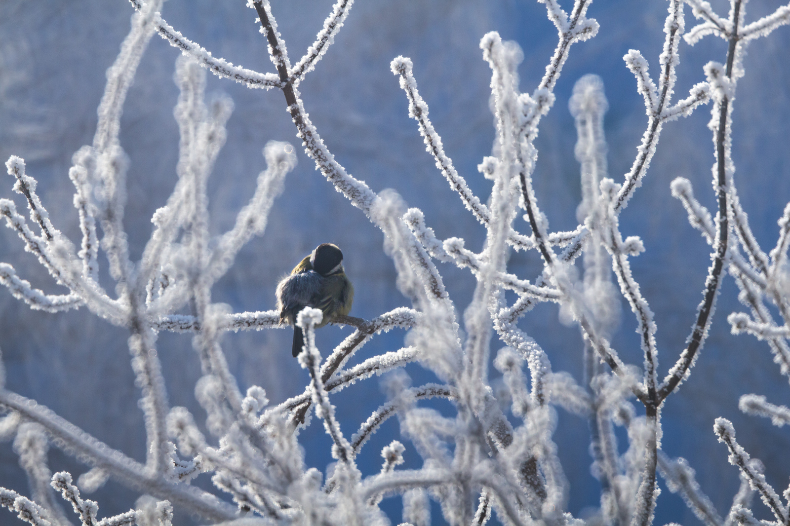 From a cannon to sparrows - My, The photo, Nature, Birds, freezing, Frost, Longpost