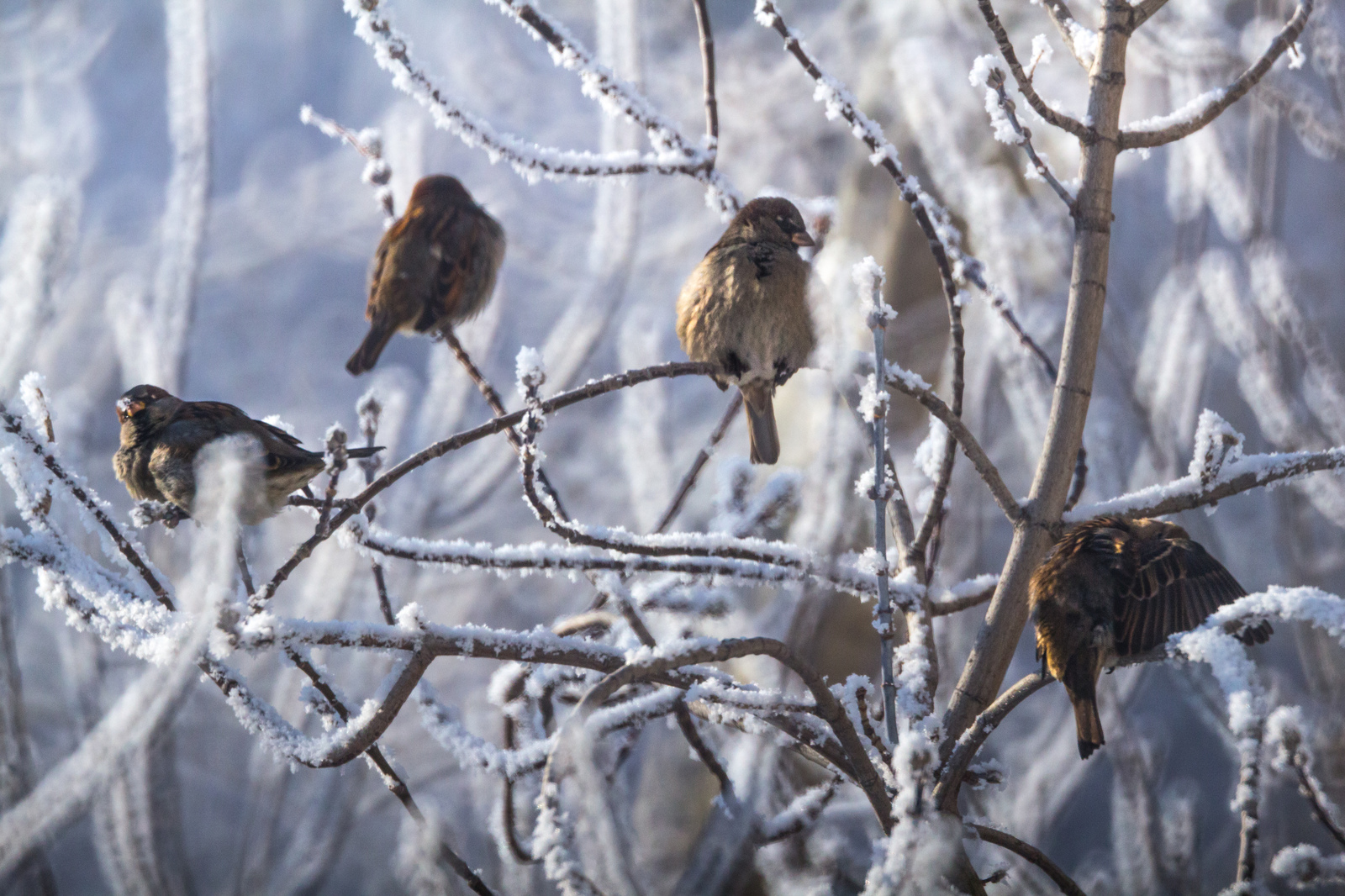 From a cannon to sparrows - My, The photo, Nature, Birds, freezing, Frost, Longpost