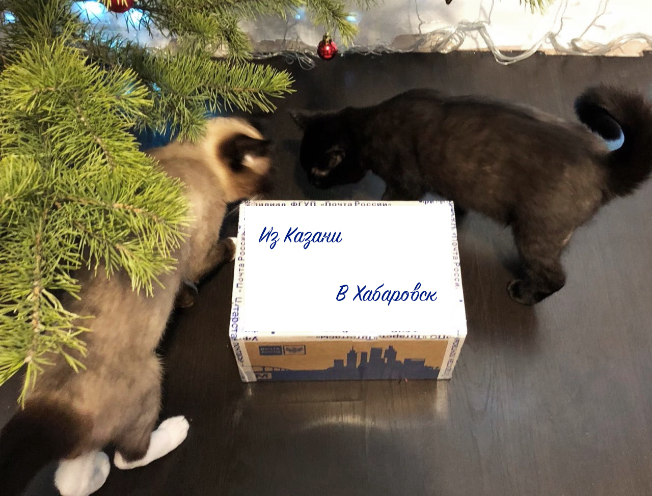 ADM Kazan - Khabarovsk - My, Gift exchange, New Year's gift exchange, New Year, Father Frost, Gift exchange report, cat, GIF, Longpost, Secret Santa