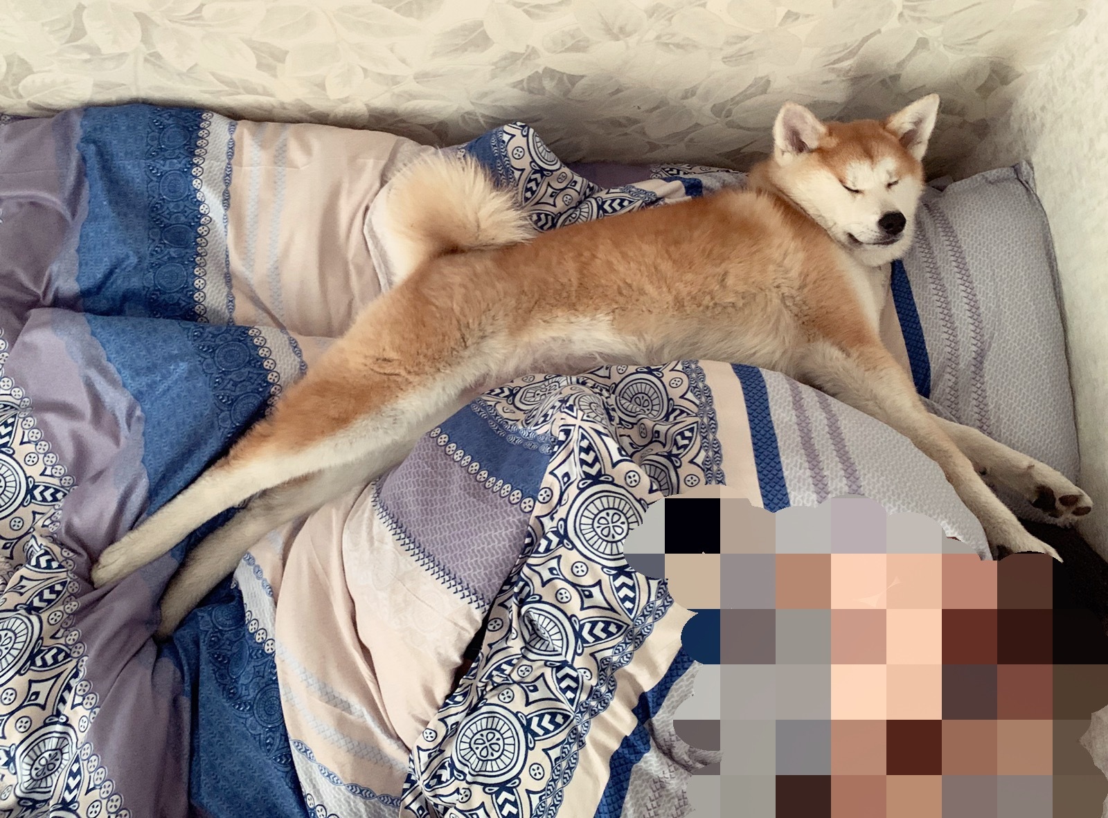 As I want, so I will sleep! - My, Dog, , Puppies, Akita inu, , Longpost, Milota