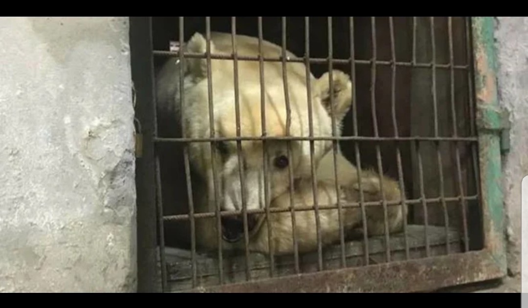 When given freedom - Serbia, The Bears, wildlife, Good, Video, Longpost, Animals, Kindness