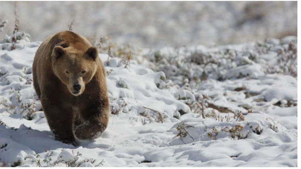 When given freedom - Serbia, The Bears, wildlife, Good, Video, Longpost, Animals, Kindness