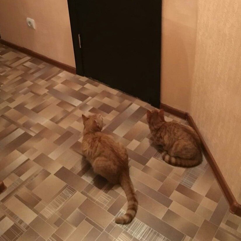 Tomsk city. cat and kitty looking for a home - cat, House, Tomsk, Longpost