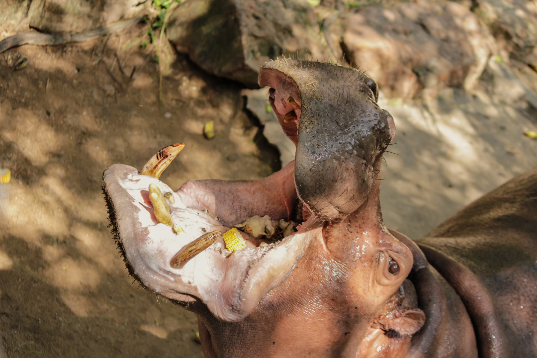 Blood sweat and why hippopotamuses are the coolest phytons of the animal world. - My, Animals, hippopotamus, , Kenya, Tanzania, Africa, Longpost