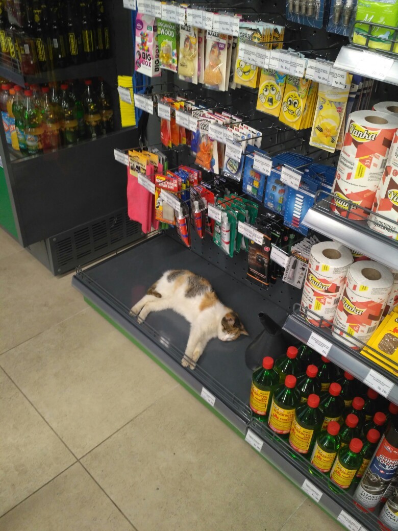 An employee of one of the gas stations in the city of N-ska, Belarus. - My, cat, Gas station, Longpost