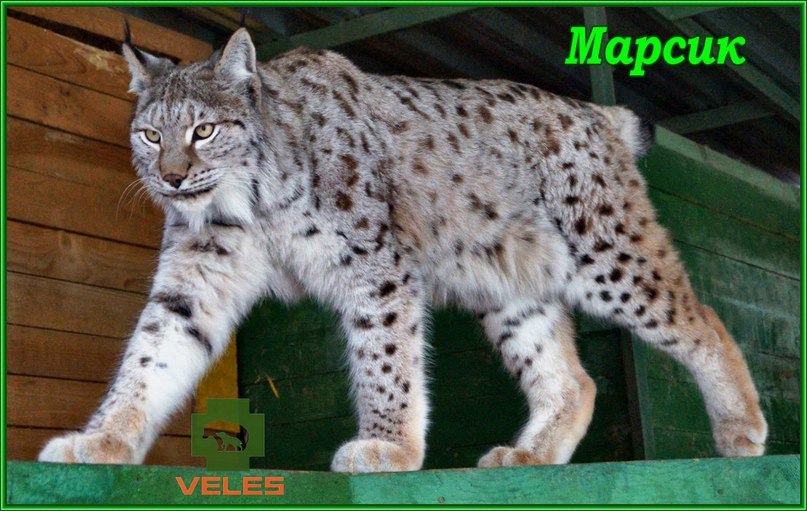 RKCenter Veles - Wild animals, , Veles, Volunteers, Volunteering, Crocodile, Lynx, Lioness, Longpost, Crocodiles