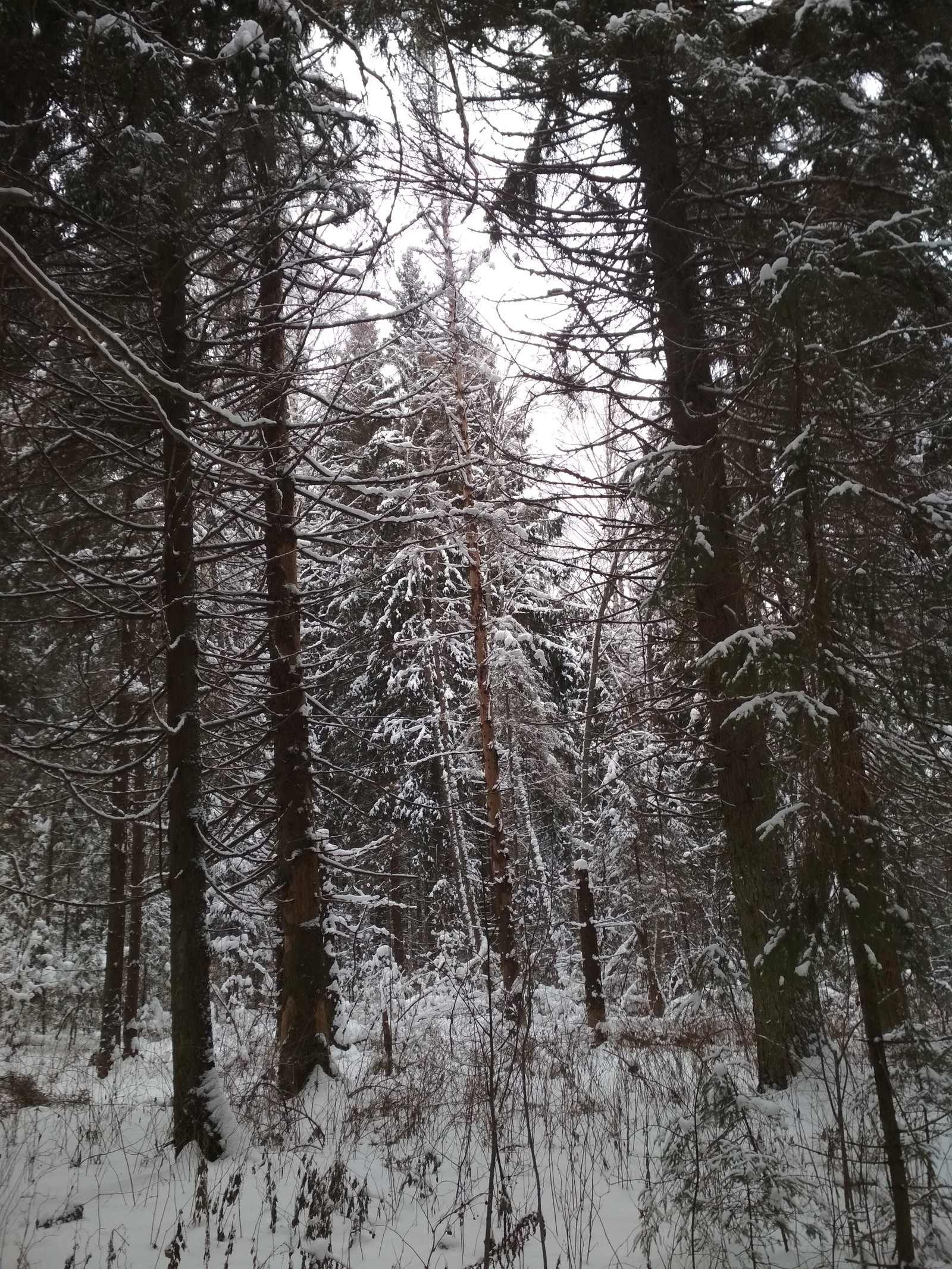 And life goes on ;) - My, Skis, Forest, Christmas tree, The Forest Raised a Christmas Tree, Longpost